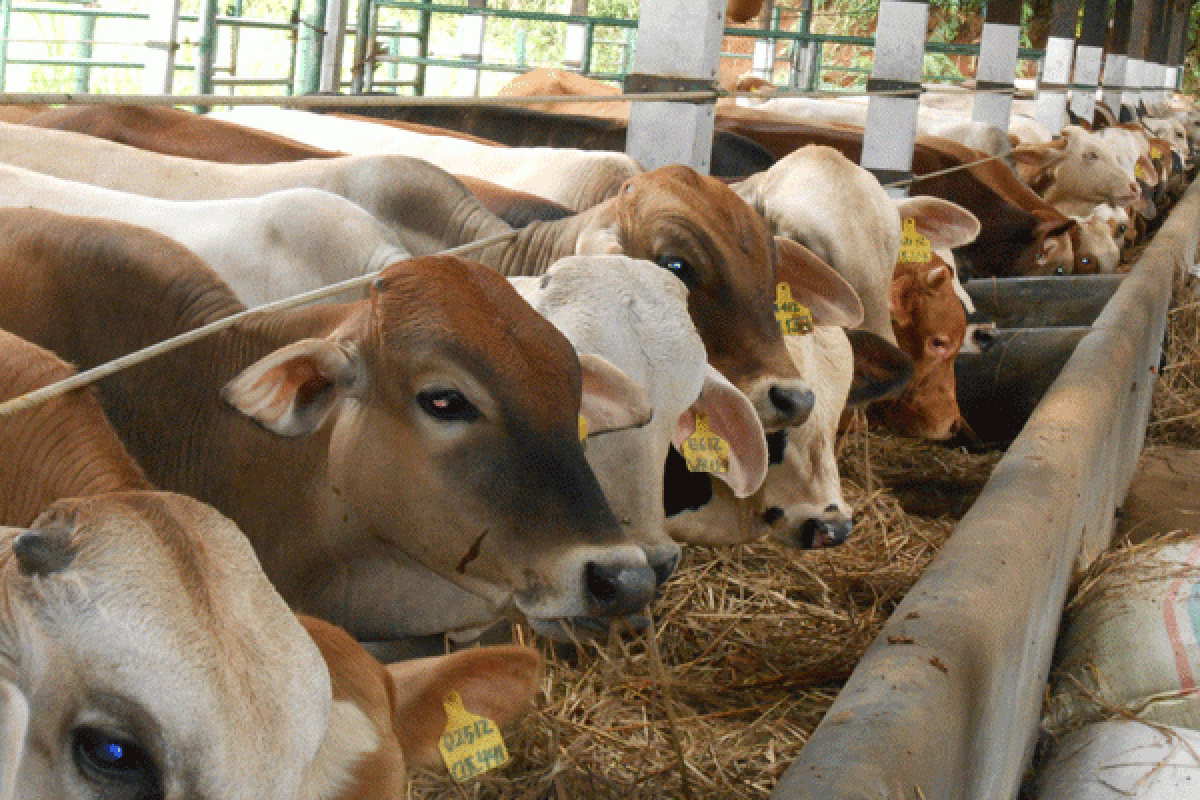 Kandang sapi 7